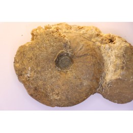 Gleviceras subguilbalianum - Sinémurien supérieur - Pulnoy,  FRANCE