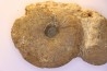 Gleviceras subguilbalianum - Sinémurien supérieur - Pulnoy,  FRANCE