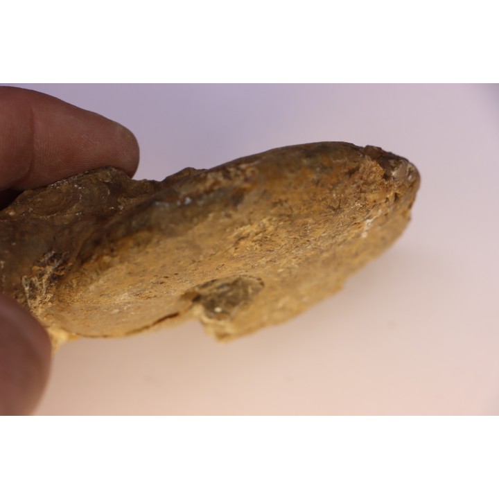 Gleviceras subguilbalianum - Sinémurien supérieur - Pulnoy,  FRANCE