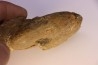 Gleviceras subguilbalianum - Sinémurien supérieur - Pulnoy,  FRANCE