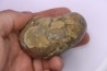 Pachyceras praelamberti - callovian - Villers sur Mer - France