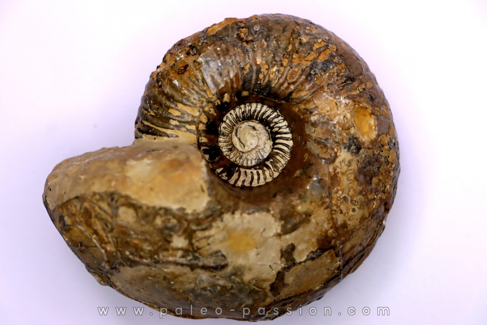Pachyceras praelamberti - callovian - Villers sur Mer - France