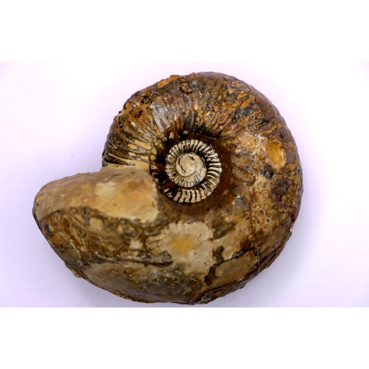 Pachyceras praelamberti   - callovian - Villers sur Mer - France