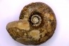 Pachyceras praelamberti - callovian - Villers sur Mer - France