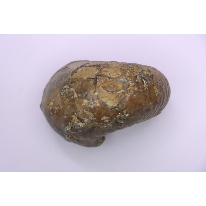 Pachyceras praelamberti   - callovian - Villers sur Mer - France