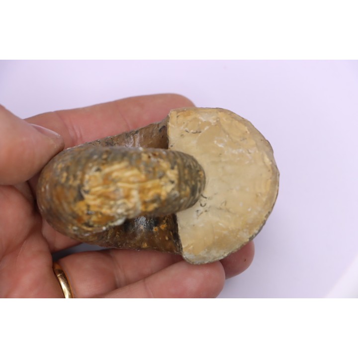 Pachyceras praelamberti   - callovian - Villers sur Mer - France