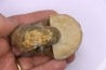 Pachyceras praelamberti - callovian - Villers sur Mer - France