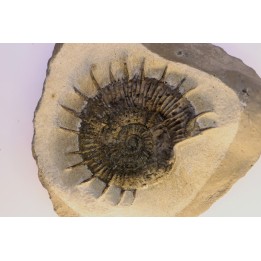 Porpoceras verticosum - Toarcien - Brionnais, France