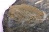 Eodalmanitina destombesi - lower ordovician - Llandeilo séries - Valongo - PORTUGAL