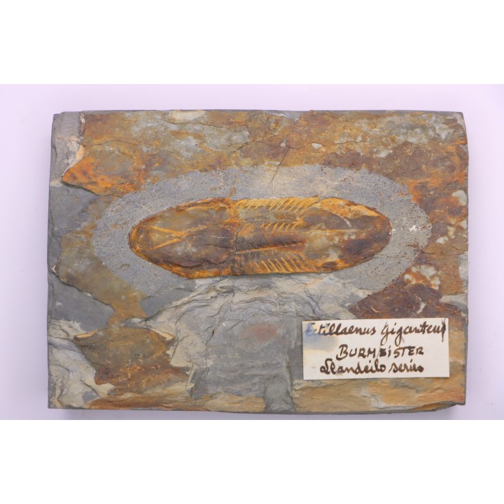 Ectillaenus giganteus - lower ordovician - Llandeilo séries - Valongo - PORTUGAL