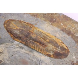 Ectillaenus giganteus - lower ordovician - Llandeilo séries - Valongo - PORTUGAL