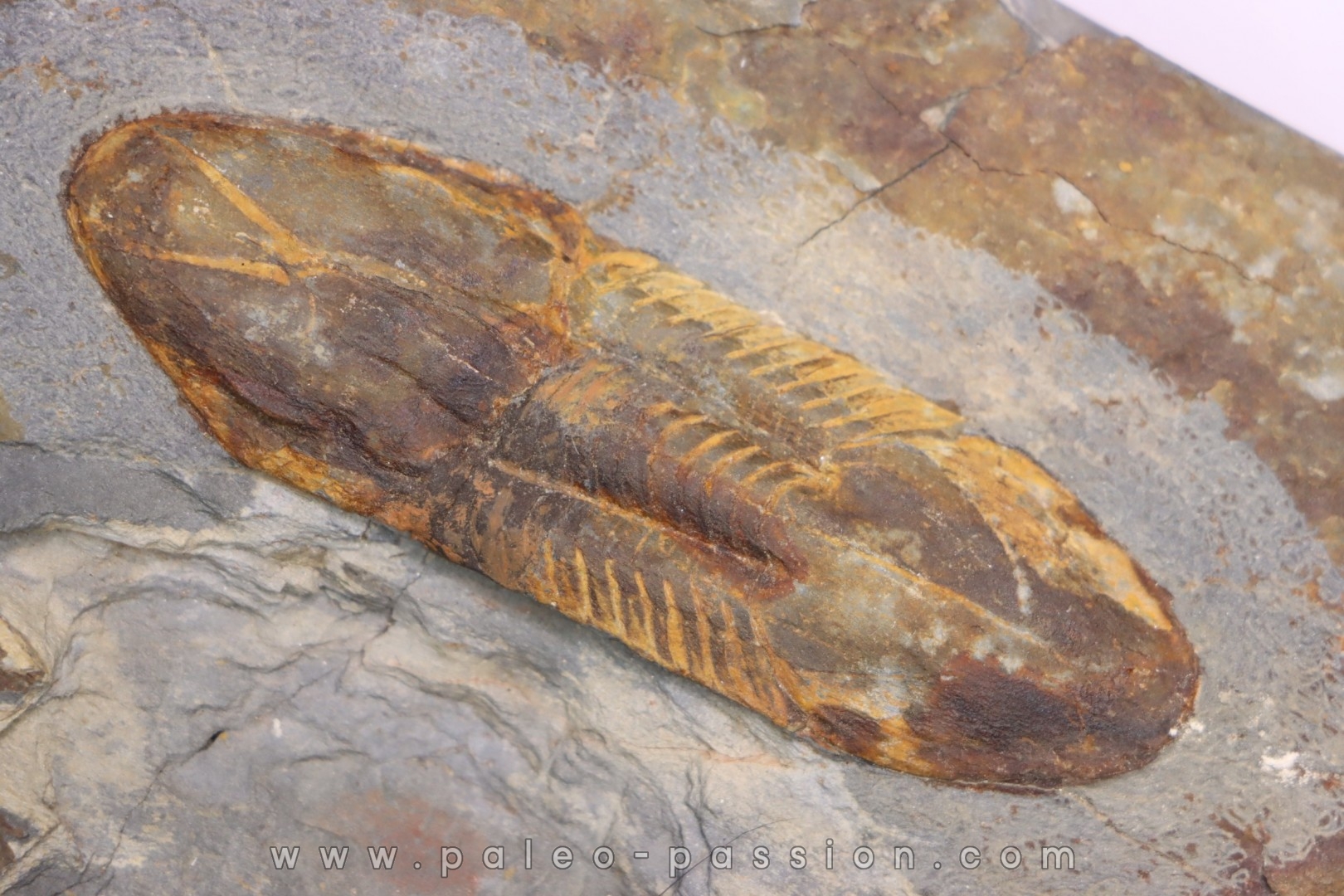 Ectillaenus giganteus - lower ordovician - Llandeilo séries - Valongo - PORTUGAL