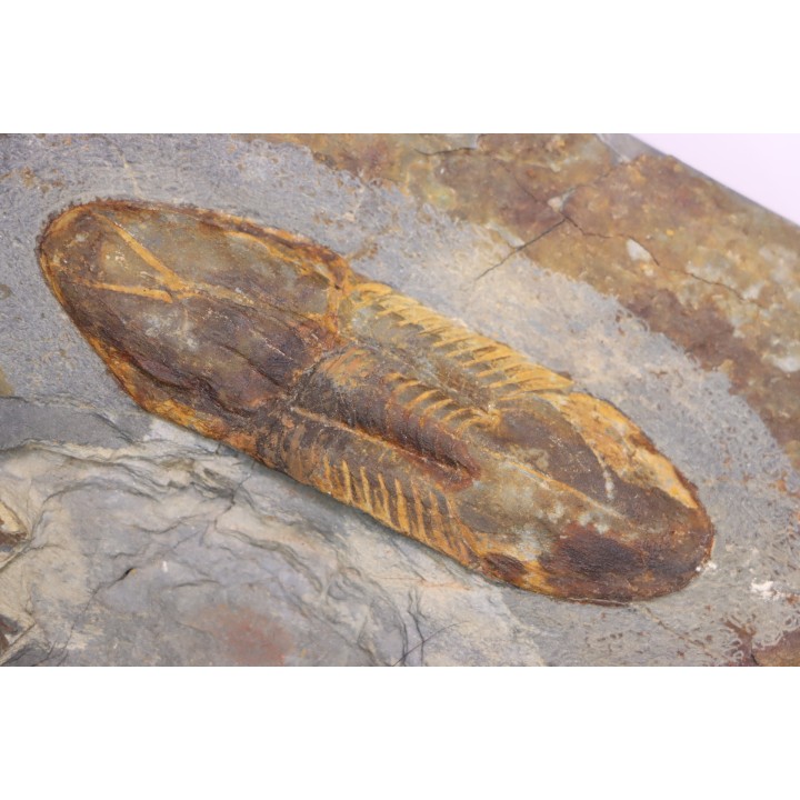 Ectillaenus giganteus - lower ordovician - Llandeilo séries - Valongo - PORTUGAL