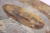 Ectillaenus giganteus - ordovicien inférieur - Llandeilo séries - Valongo - PORTUGAL