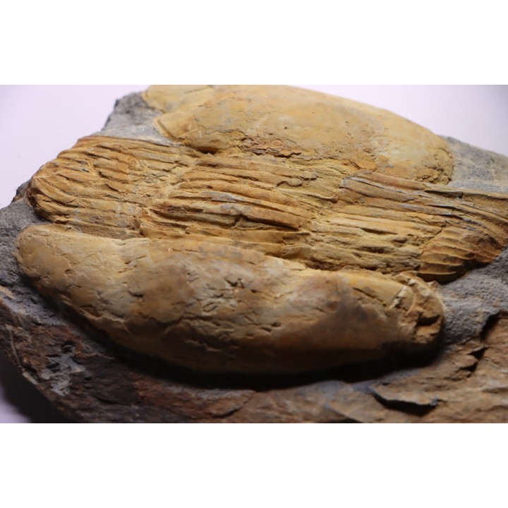 Ectillaenus giganteus - ordovicien inférieur - Llandeilo séries - Valongo - PORTUGAL