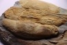 Ectillaenus giganteus - ordovicien inférieur - Llandeilo séries - Valongo - PORTUGAL