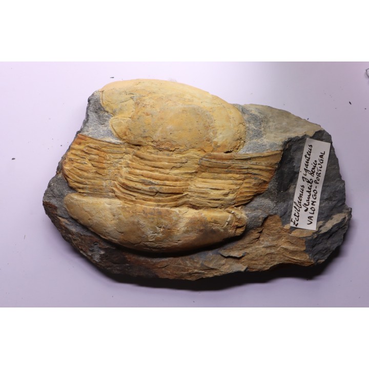Ectillaenus giganteus - ordovicien inférieur - Llandeilo séries - Valongo - PORTUGAL
