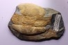 Ectillaenus giganteus - ordovicien inférieur - Llandeilo séries - Valongo - PORTUGAL