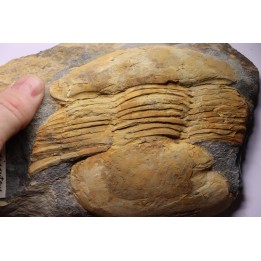 Ectillaenus giganteus - lower ordovician - Llandeilo séries - Valongo - PORTUGAL