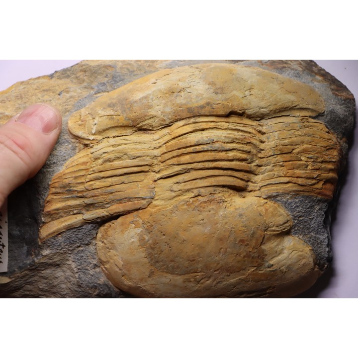 Ectillaenus giganteus - ordovicien inférieur - Llandeilo séries - Valongo - PORTUGAL
