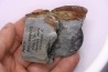 Nobiliasaphus nobilis - lower ordovician - Llandeilo séries - Valongo - PORTUGAL