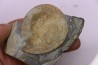 Nobiliasaphus nobilis - lower ordovician - Llandeilo séries - Valongo - PORTUGAL