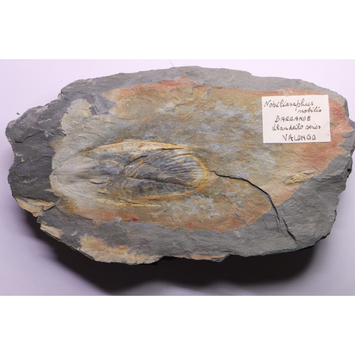 Nobiliasaphus nobilis - lower ordovician - Llandeilo séries - Valongo - PORTUGAL