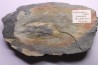 Nobiliasaphus nobilis - lower ordovician - Llandeilo séries - Valongo - PORTUGAL
