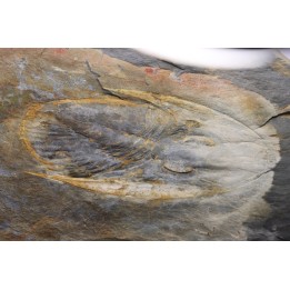 Nobiliasaphus nobilis - lower ordovician - Llandeilo séries - Valongo - PORTUGAL