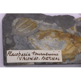 Placoparia tournensini - lower ordovician - Llandeilo séries - Valongo - PORTUGAL