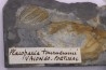 Placoparia tournensini - lower ordovician - Llandeilo séries - Valongo - PORTUGAL