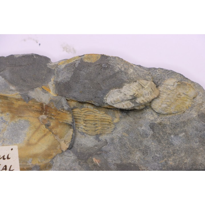 Placoparia tournensini - lower ordovician - Llandeilo séries - Valongo - PORTUGAL