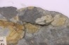 Placoparia tournensini - ordovicien inférieur - Llandeilo séries - Valongo - PORTUGAL