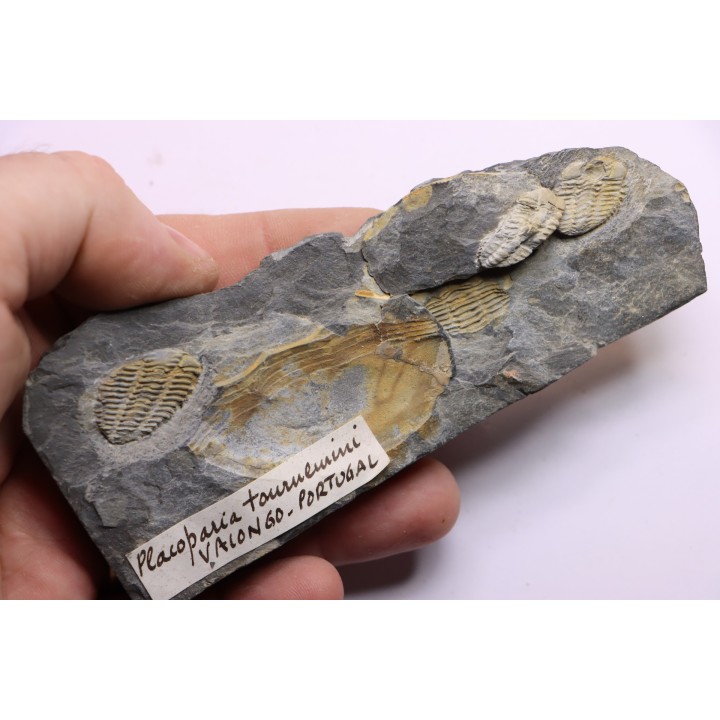 Placoparia tournensini - lower ordovician - Llandeilo séries - Valongo - PORTUGAL