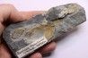 Placoparia tournensini - lower ordovician - Llandeilo séries - Valongo - PORTUGAL