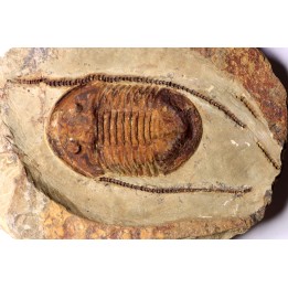 Asaphellus fezouatensis -  ordovician , Morocco