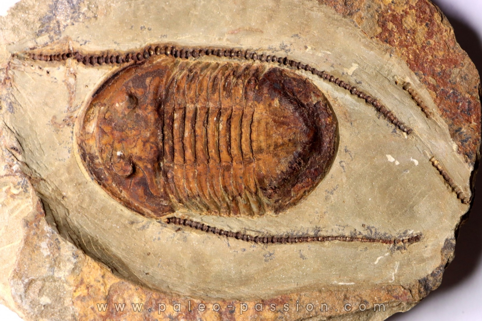 Asaphellus fezouatensis - ordovician , Morocco