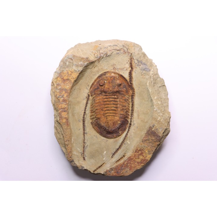 Asaphellus fezouatensis -  ordovician , Morocco