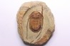 Asaphellus fezouatensis - floien, ordovicien - fezouata Fmt - Zagora, Maroc