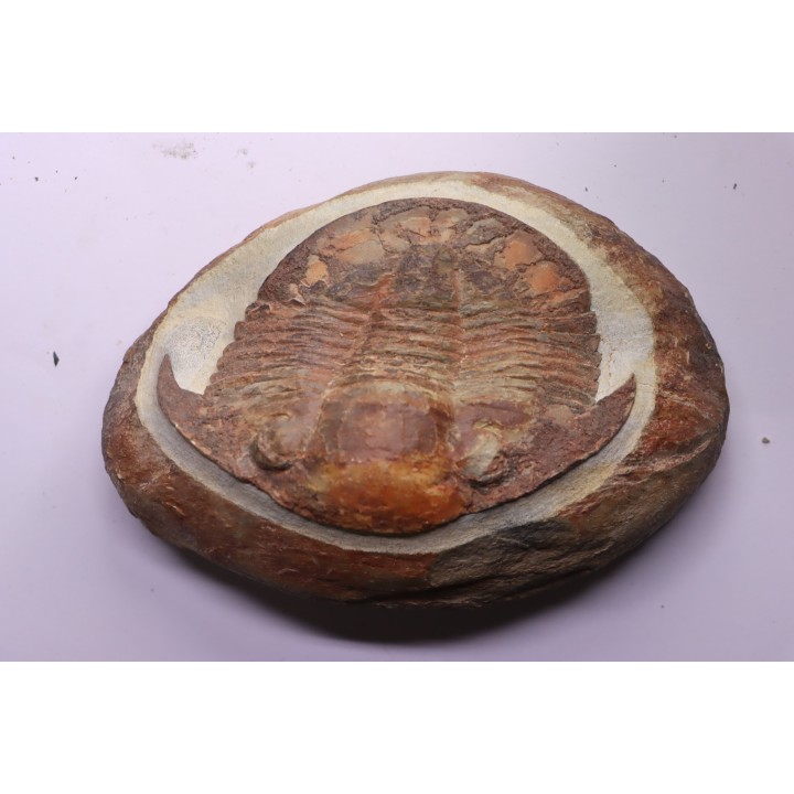 Platypeltoides carmenae - ordovician - Guelmin , Morocco