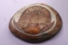Platypeltoides carmenae - ordovicien - Guelmin , Maroc