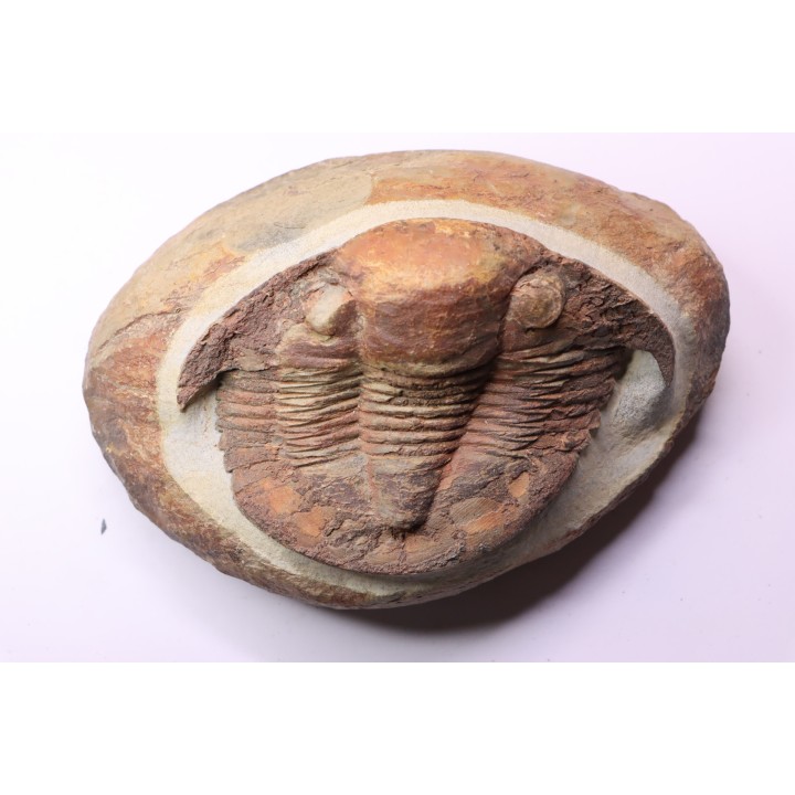 Platypeltoides carmenae - ordovicien - Guelmin , Maroc