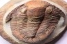 Platypeltoides carmenae - ordovician - Guelmin , Morocco