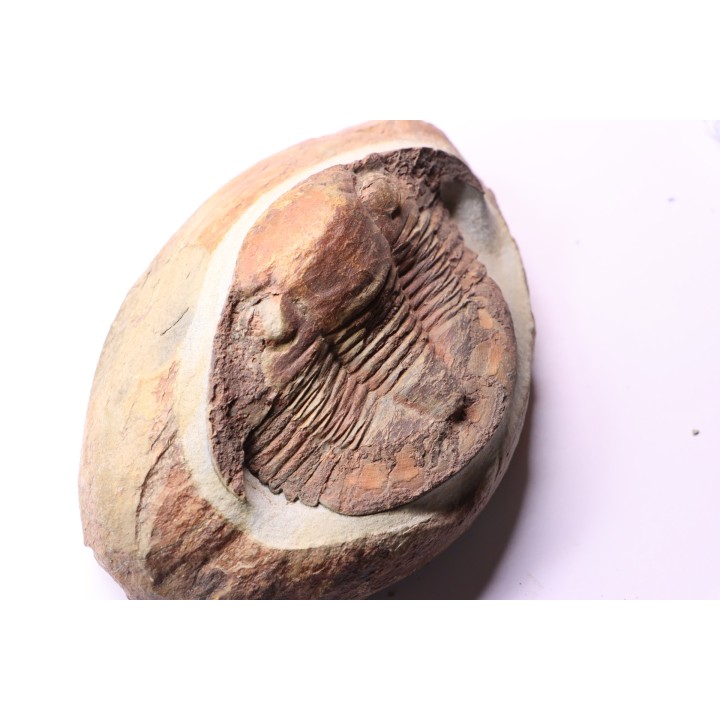 Platypeltoides carmenae - ordovicien - Guelmin , Maroc