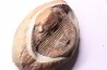 Platypeltoides carmenae - ordovician - Guelmin , Morocco