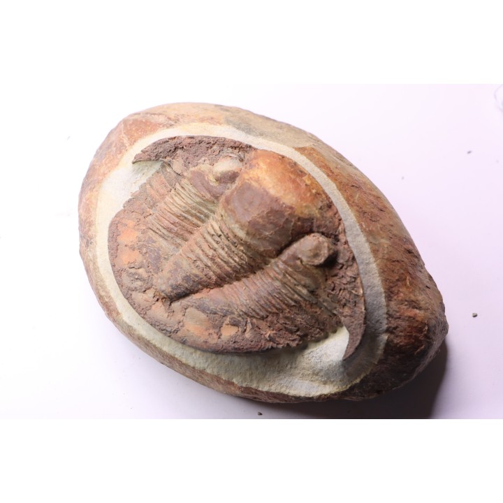 Platypeltoides carmenae - ordovicien - Guelmin , Maroc