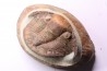 Platypeltoides carmenae - ordovician - Guelmin , Morocco