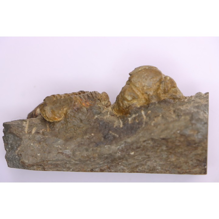 Geesops gallicus - lower eifelian - Vireux - FRANCE