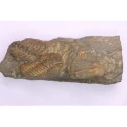 bloc avec 3 Geesops gallicus - eifelien inférieur  - Vireux - FRANCE