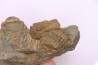 bloc avec 3 Geesops gallicus - eifelien inférieur - Vireux - FRANCE